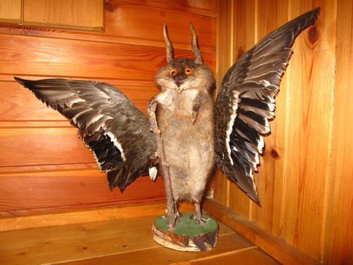 Wolperdinger_Präparat.jpg (91.34 KiB) 5341-mal betrachtet Wolperdinger_Präparat.jpg