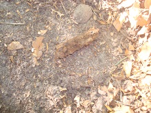 schlechte Aufnahme.JPG