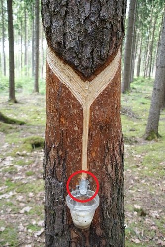waldtage1.JPG (117.95 KiB) 1485-mal betrachtet waldtage1.JPG