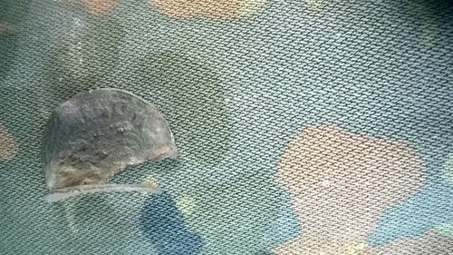 IMG-20170120-WA0001.jpg