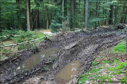 NLPBayWald_LackenbergD_20110901.jpg